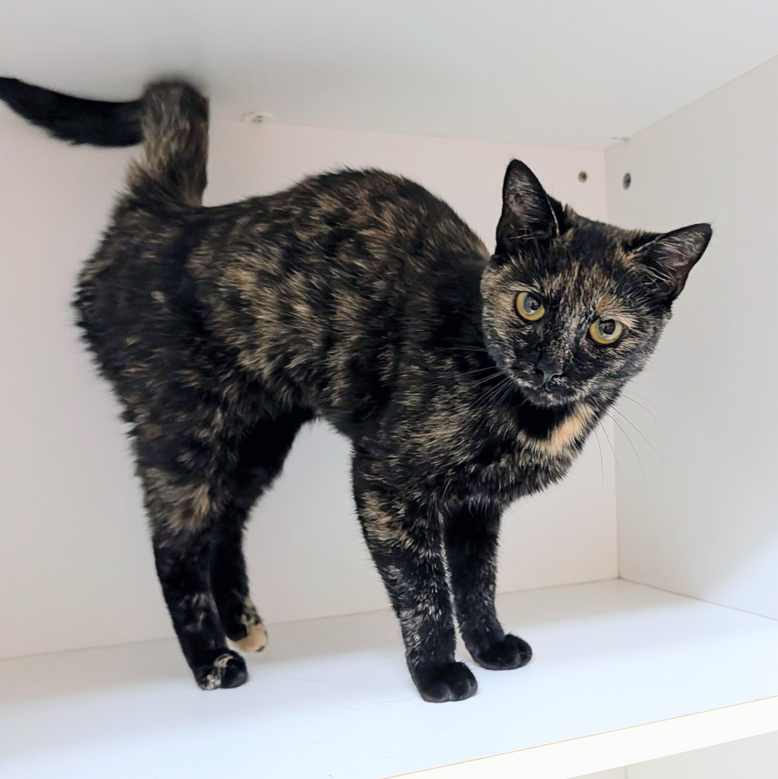 Enlarge Demi, a Adoptable Domestic Short Hair in Accident, MD image 4/5