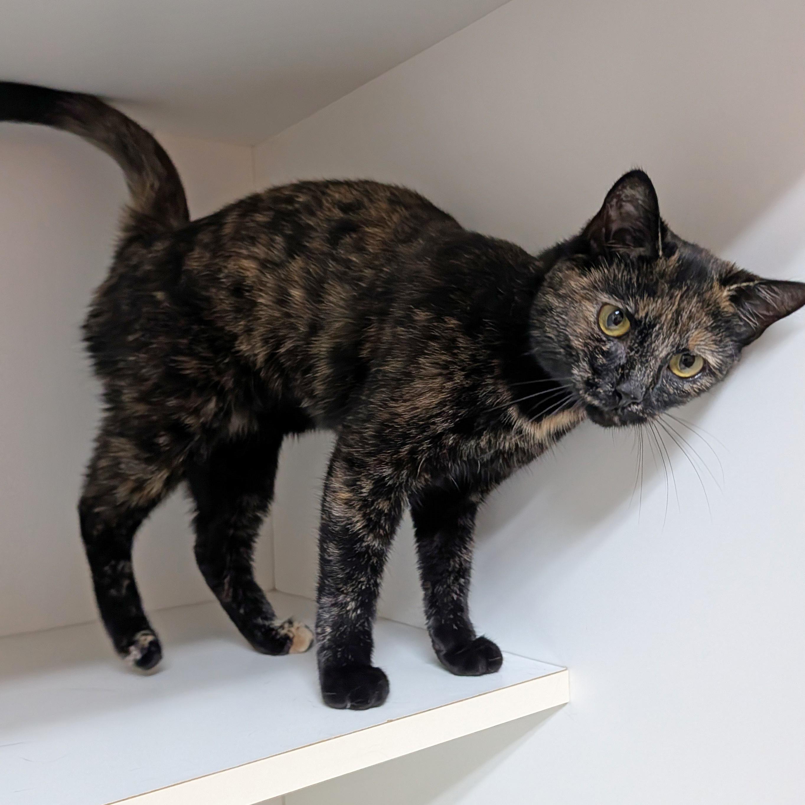 Enlarge Demi, a Adoptable Domestic Short Hair in Accident, MD image 5/5