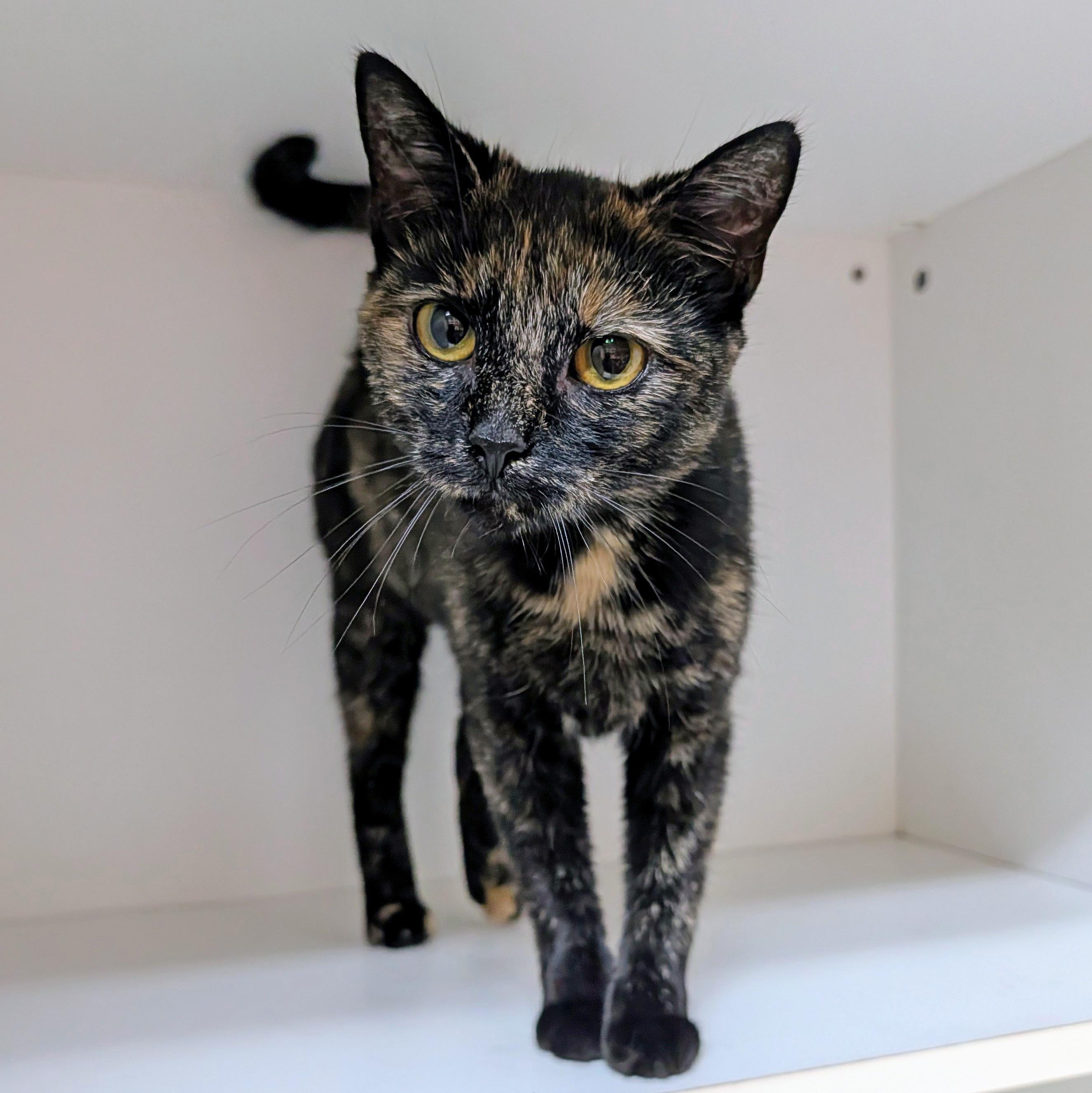 Demi, Adoptable, Adult Female Domestic Short Hair.