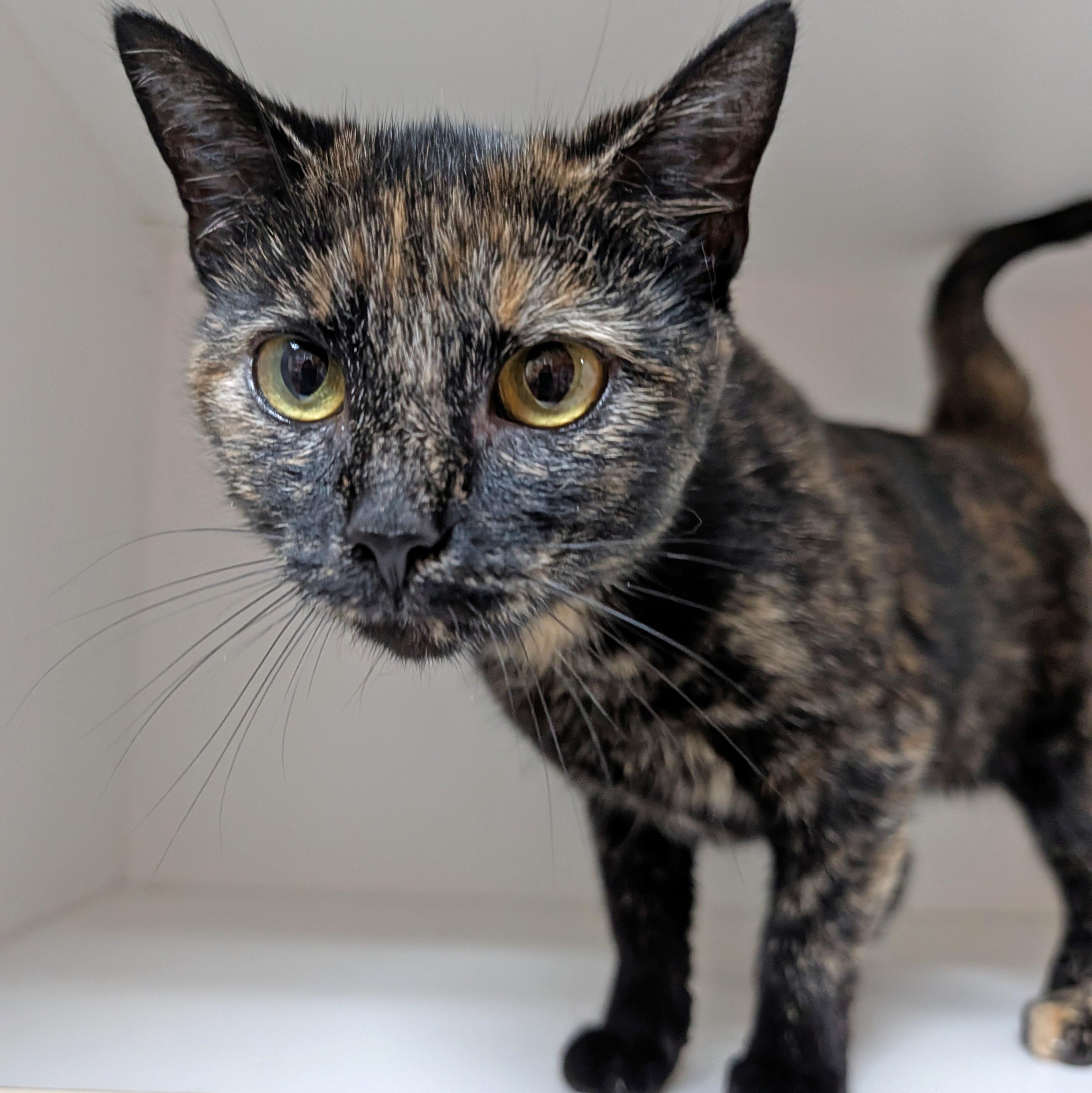 Enlarge Demi, a Adoptable Domestic Short Hair in Accident, MD image 3/5