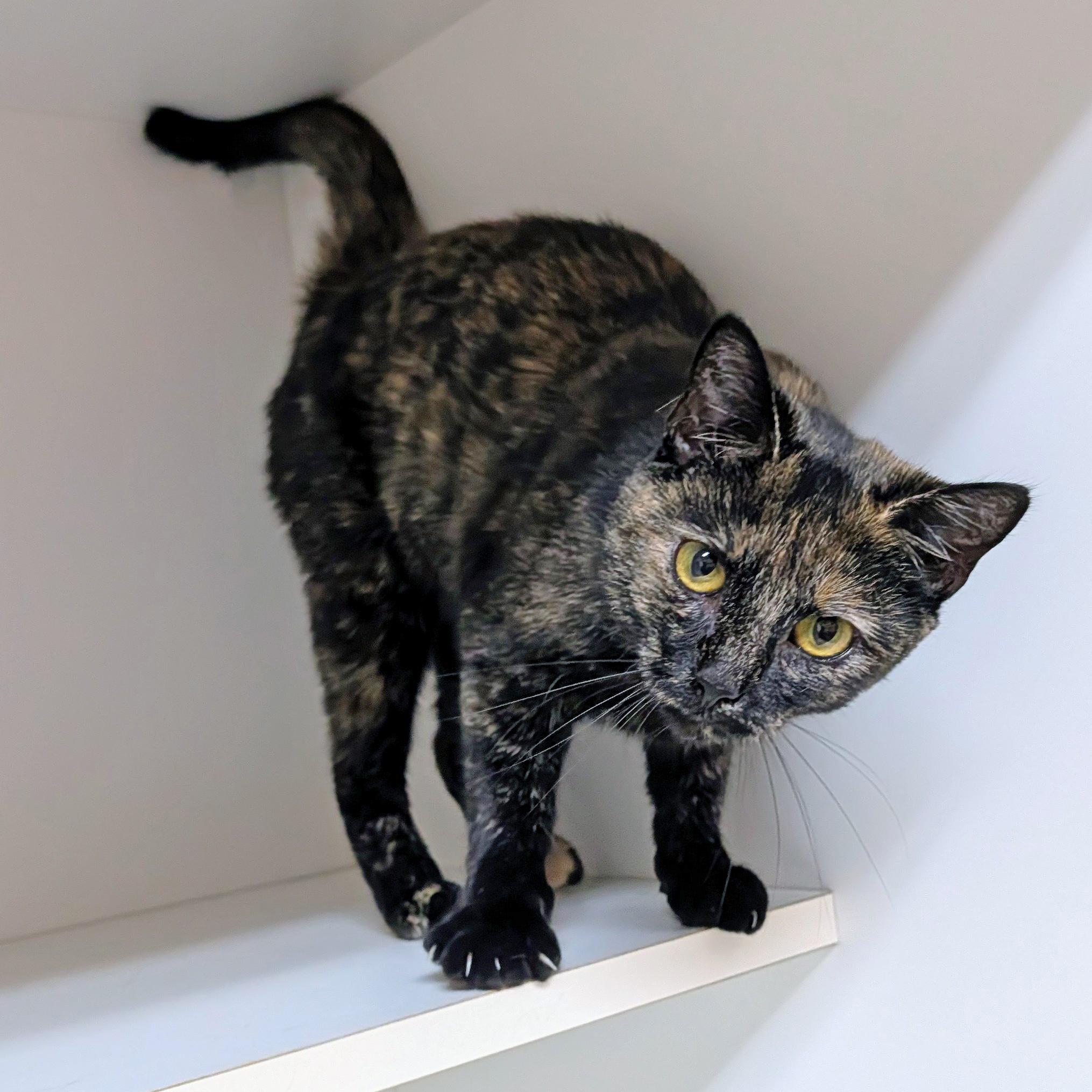 Enlarge Demi, a Adoptable Domestic Short Hair in Accident, MD image 2/5