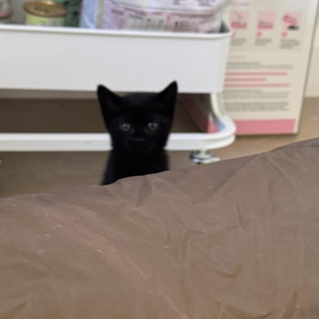 Cash, a Adoptable Domestic Short Hair in Escondido, CA image 1/2