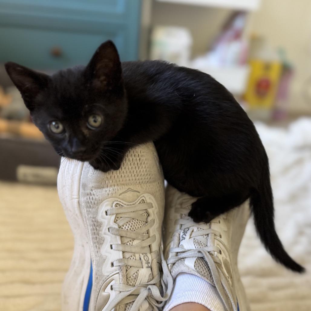 Cash, a Adoptable Domestic Short Hair in Escondido, CA image 2/2