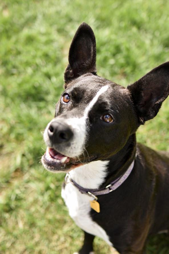 Enlarge Nyla, a Adoptable mixed breed in Orleans, VT image 4/6