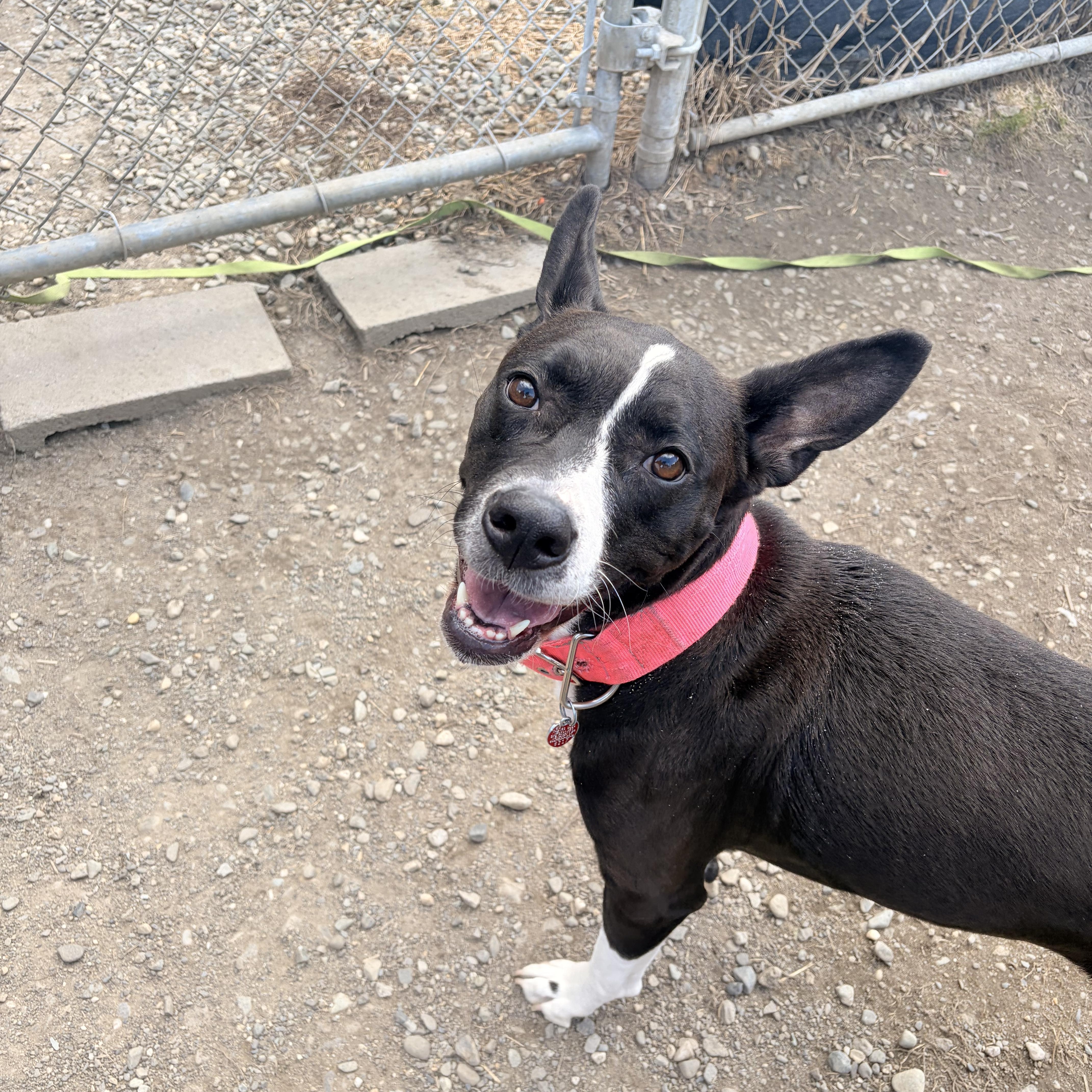 Nyla, ADOPTABLE, Adult Female Boston Terrier & Pit Bull Terrier.