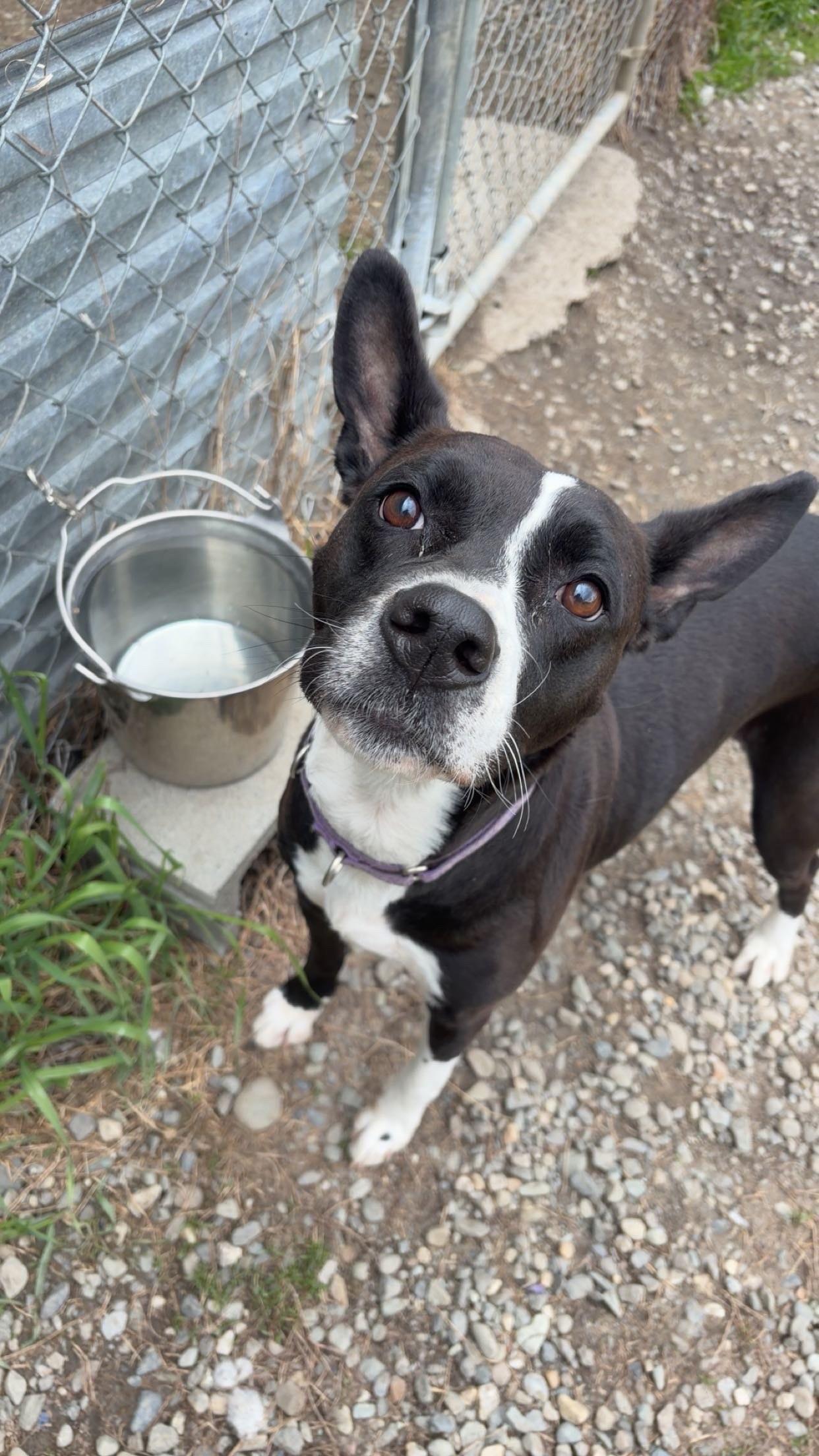 Enlarge Nyla, a ADOPTABLE mixed breed in Orleans, VT image 3/3