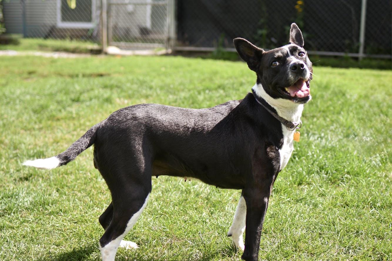 Nyla, Adoptable, Adult Female Pit Bull Terrier & Boston Terrier.