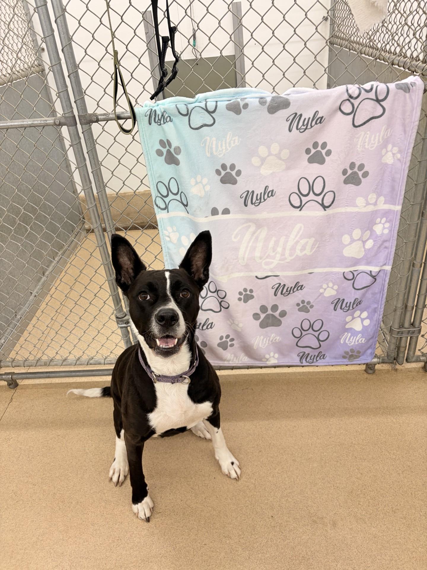 Enlarge Nyla, a ADOPTABLE mixed breed in Orleans, VT image 2/3