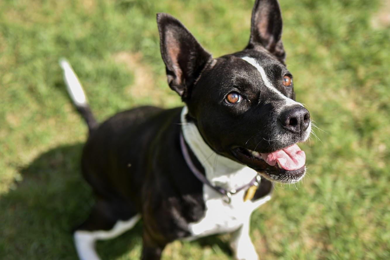 Enlarge Nyla, a Adoptable mixed breed in Orleans, VT image 2/6