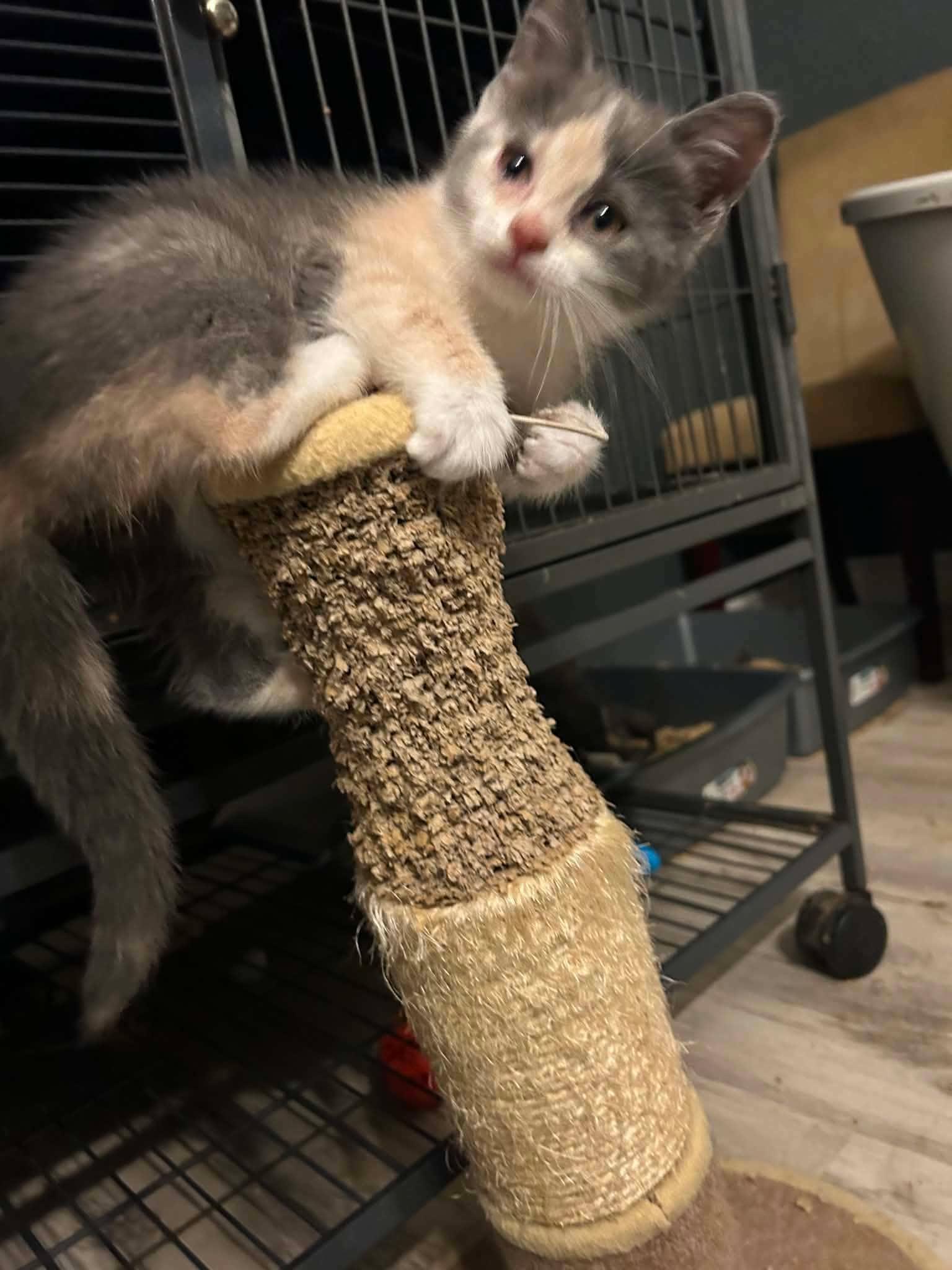 COURGETTE, a Adoptable Domestic Short Hair in Tillsonburg, ON image 2/6