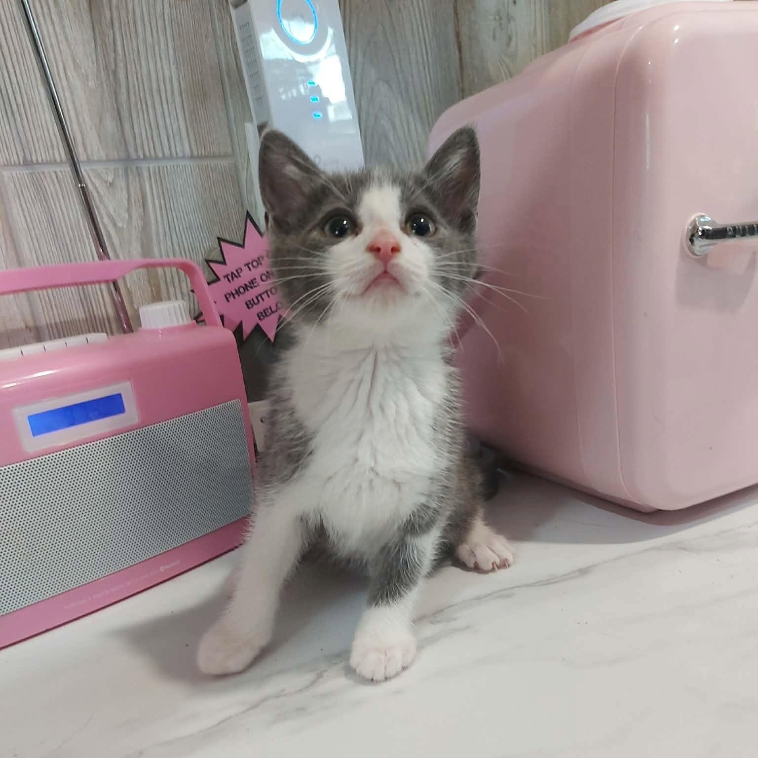 COURGETTE, a Adoptable Domestic Short Hair in Tillsonburg, ON image 1/6
