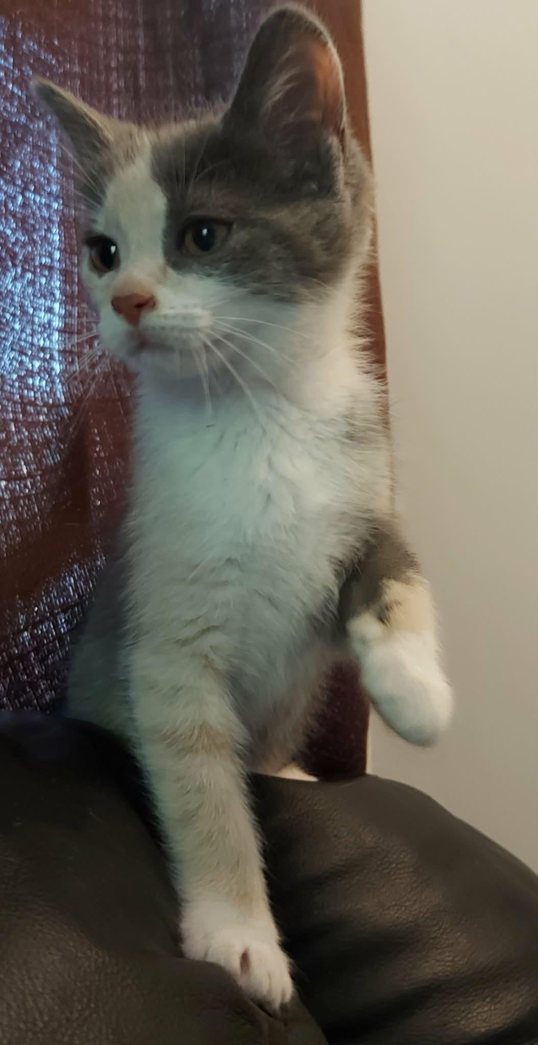 COURGETTE, a Adoptable Domestic Short Hair in Tillsonburg, ON image 4/6