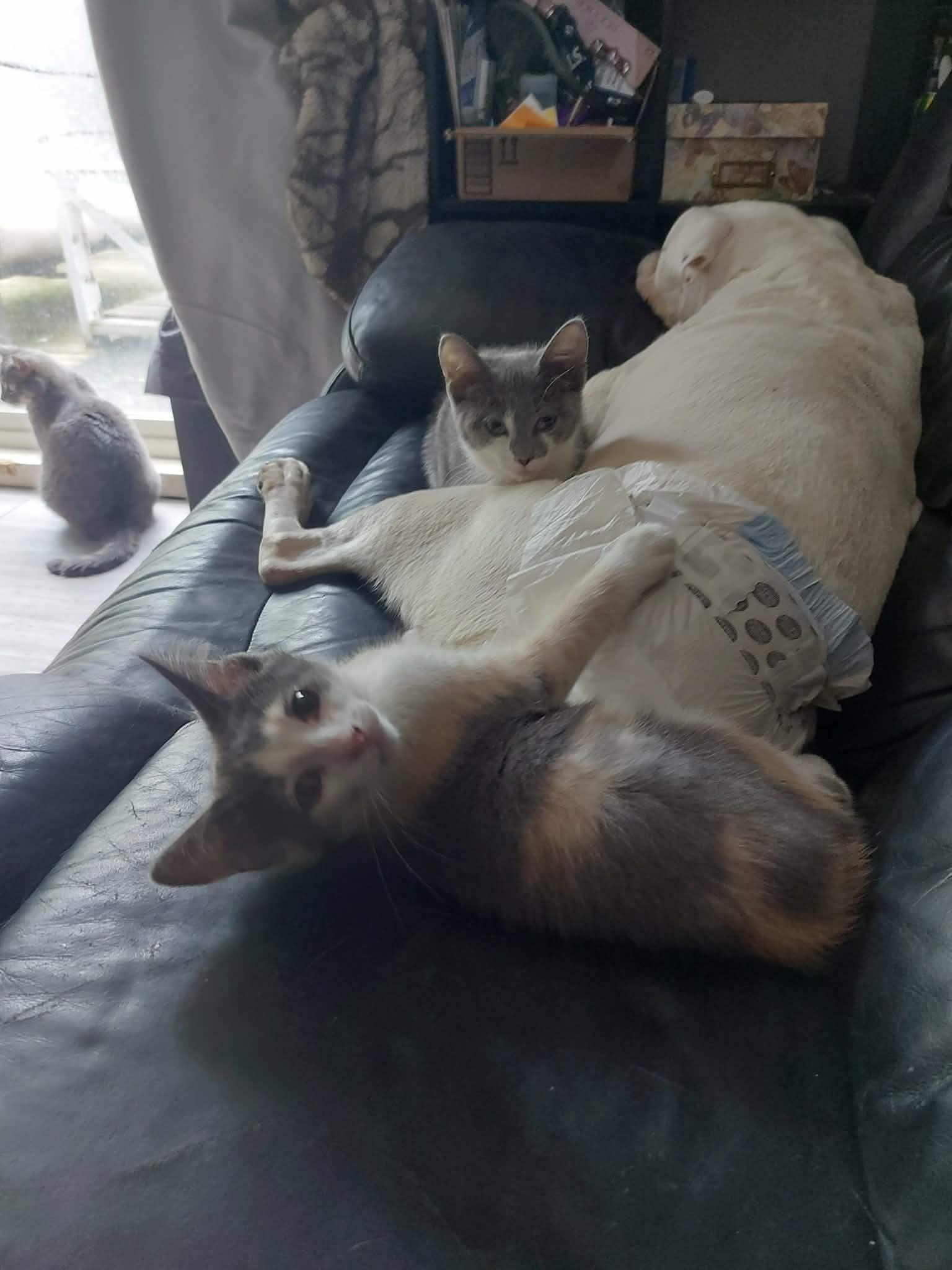 COURGETTE, a Adoptable Domestic Short Hair in Tillsonburg, ON image 5/6