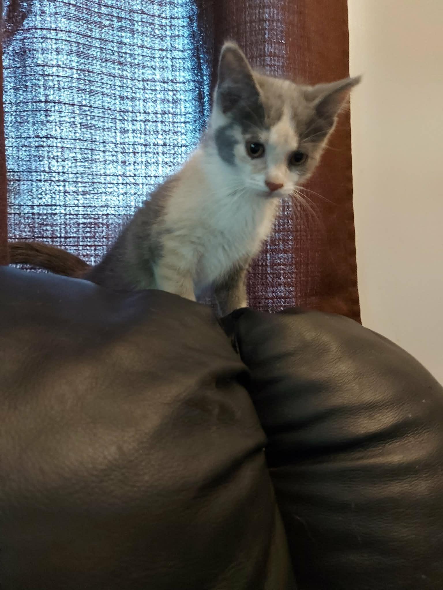 COURGETTE, a Adoptable Domestic Short Hair in Tillsonburg, ON image 6/6