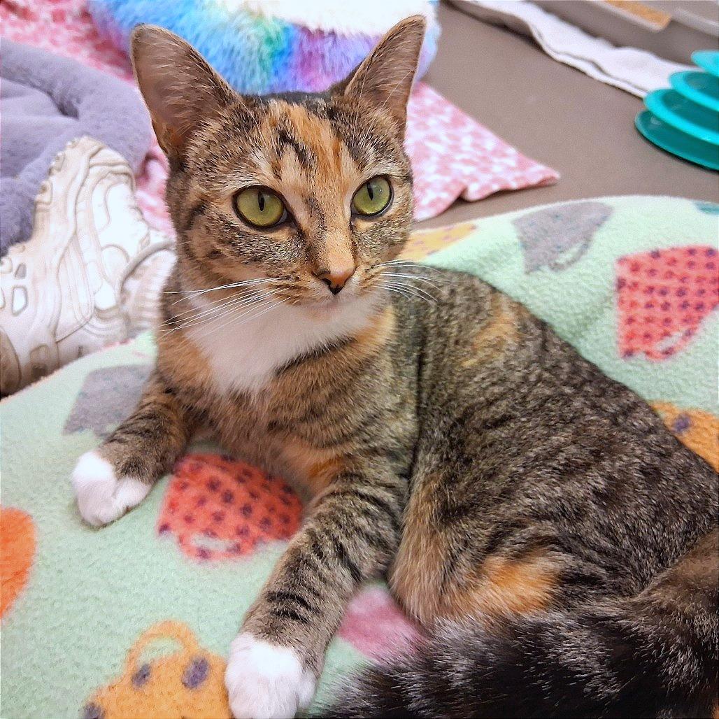 Enlarge Lola, a Adoptable Domestic Short Hair in Middlebury, VT image 1/6