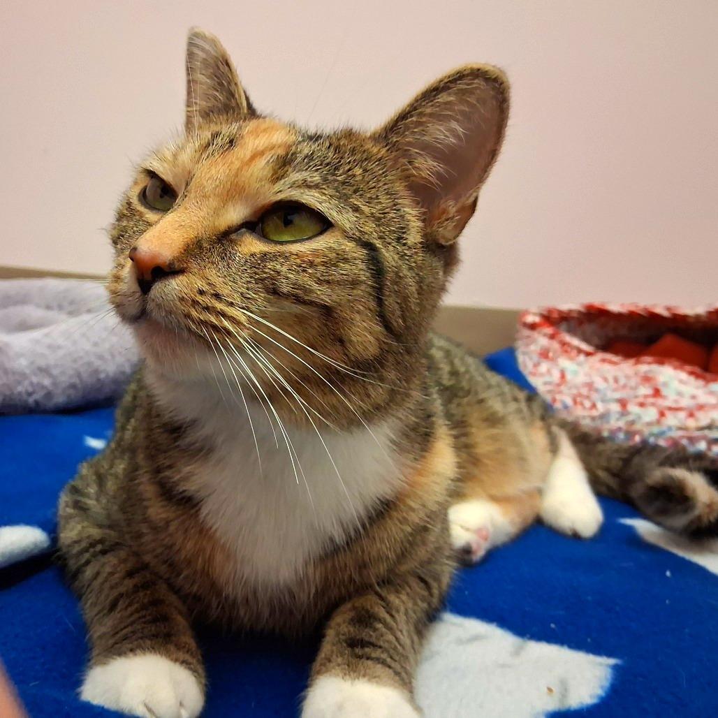 Enlarge Lola, a Adoptable Domestic Short Hair in Middlebury, VT image 2/6