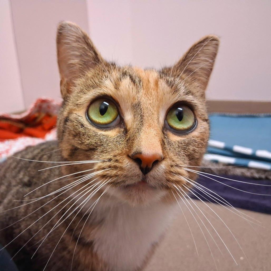 Enlarge Lola, a Adoptable Domestic Short Hair in Middlebury, VT image 4/6