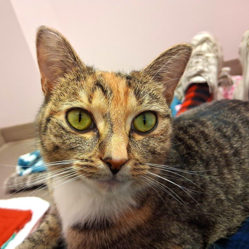 Enlarge Lola, a Adoptable Domestic Short Hair in Middlebury, VT image 5/6