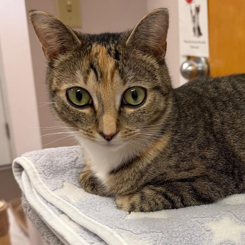Enlarge Lola, a Adoptable Domestic Short Hair in Middlebury, VT image 6/6