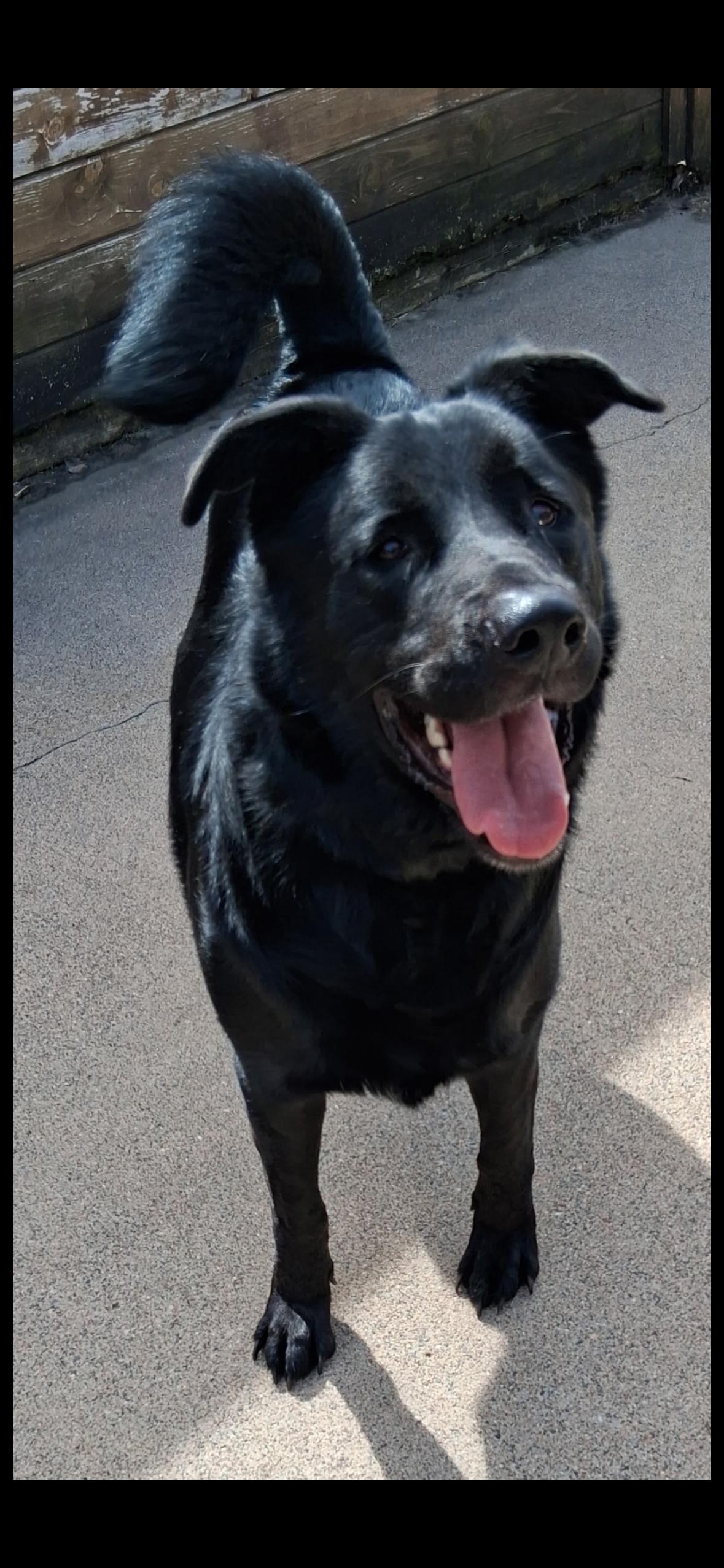 Boss, Adoptable, Adult Male Black Labrador Retriever.