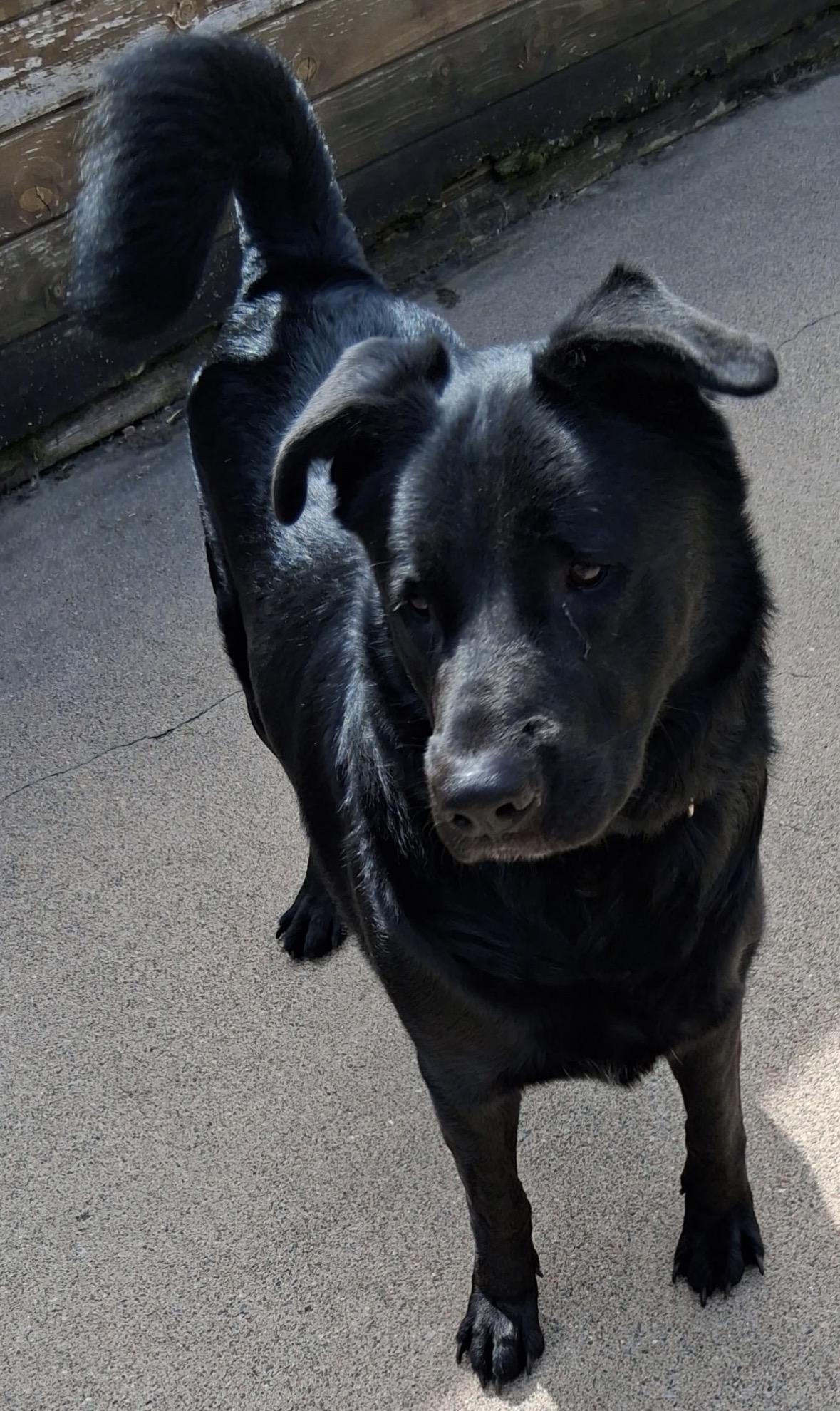 Enlarge Boss, a Adoptable mixed breed in Little Falls, MN image 2/2