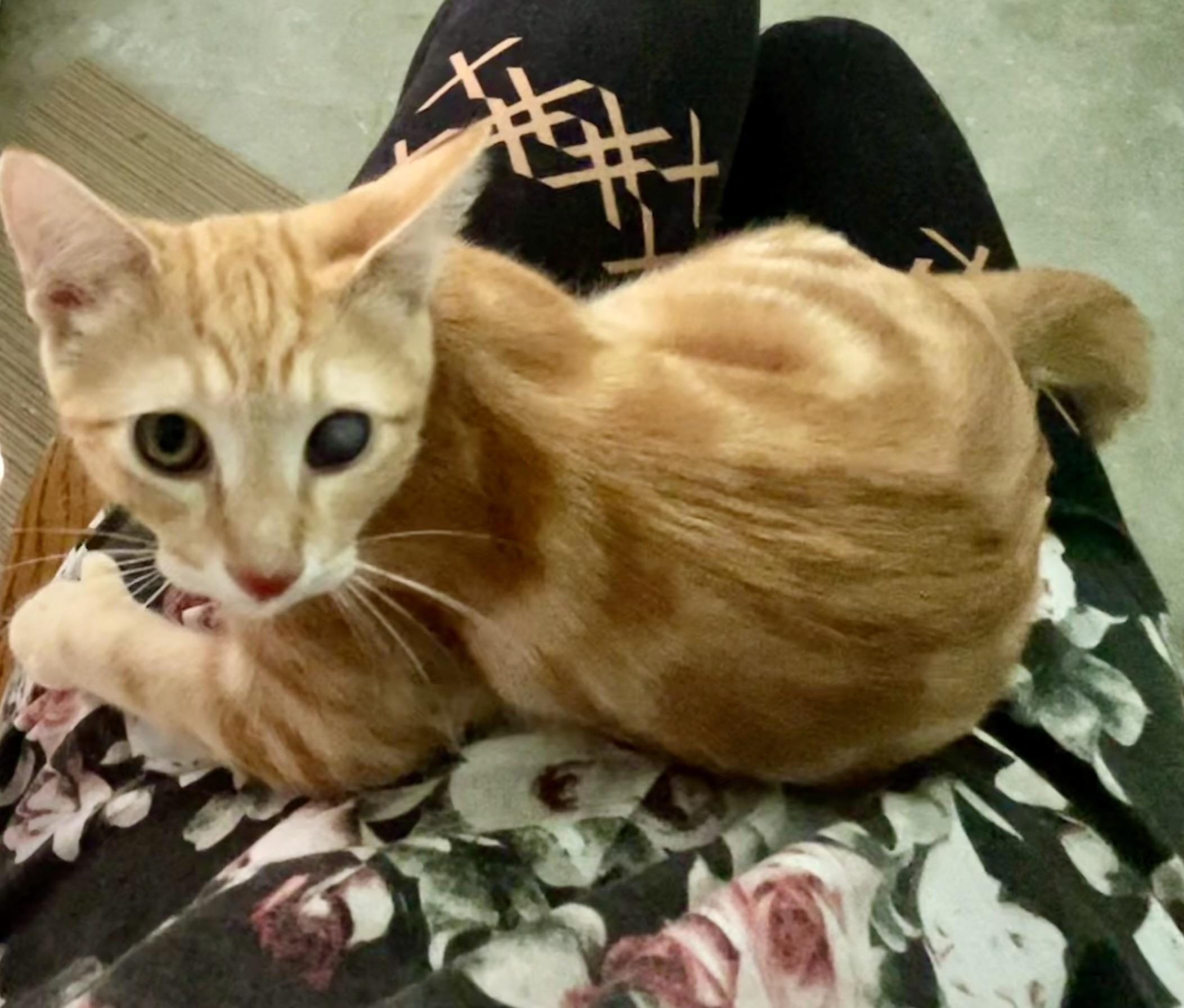 Enlarge Carl Dean, a Adoptable Domestic Short Hair in Ephrata, WA image 1/1