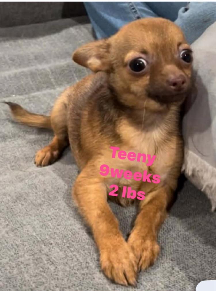 Tiny * 3 lbs *& Teeny together , an adopted Chihuahua in North Arlington, NJ image 1/4