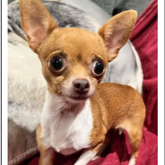 Tiny * 3 lbs *& Teeny together , an adopted Chihuahua in North Arlington, NJ image 2/4