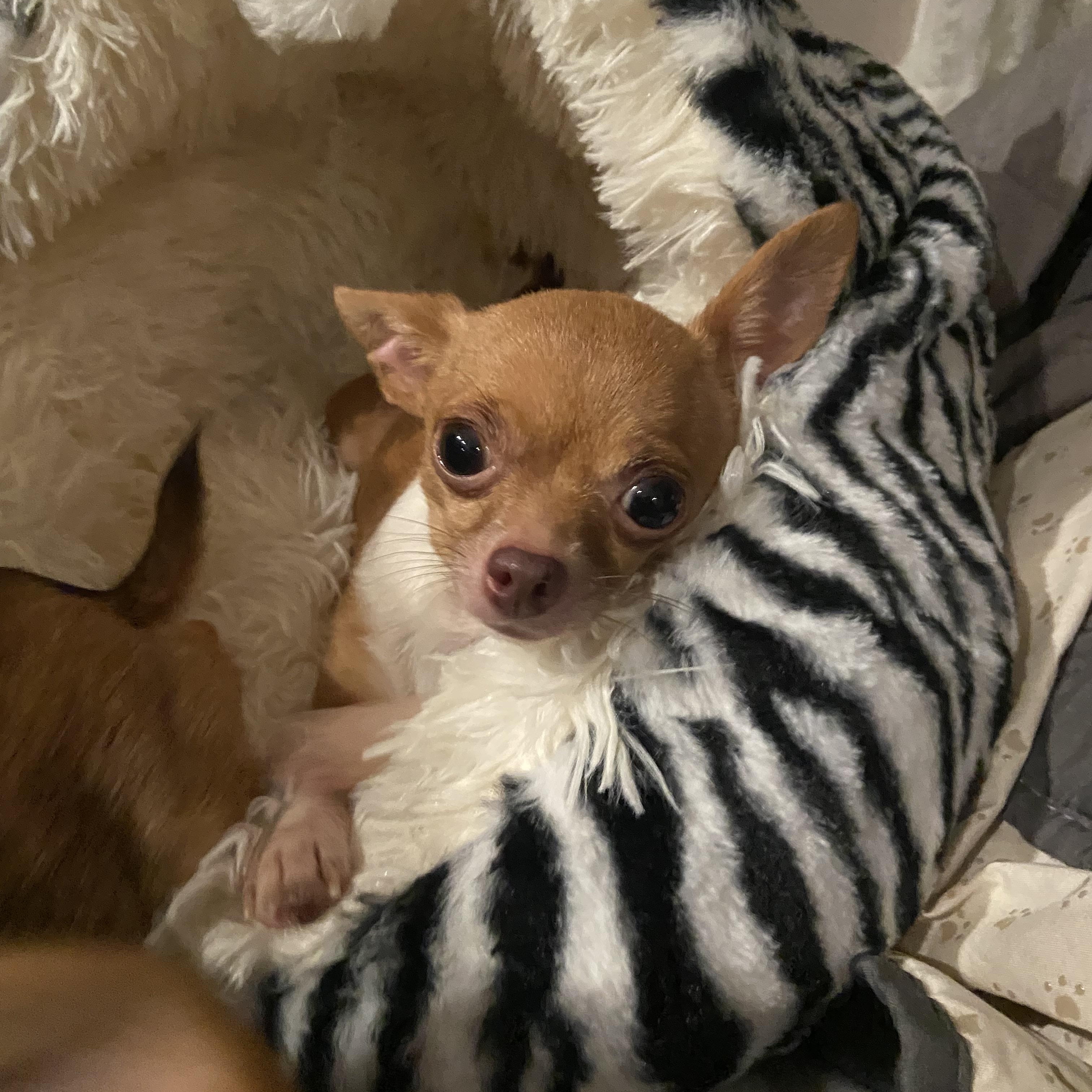 Tiny * 3 lbs *& Teeny together , an adopted Chihuahua in North Arlington, NJ image 3/4