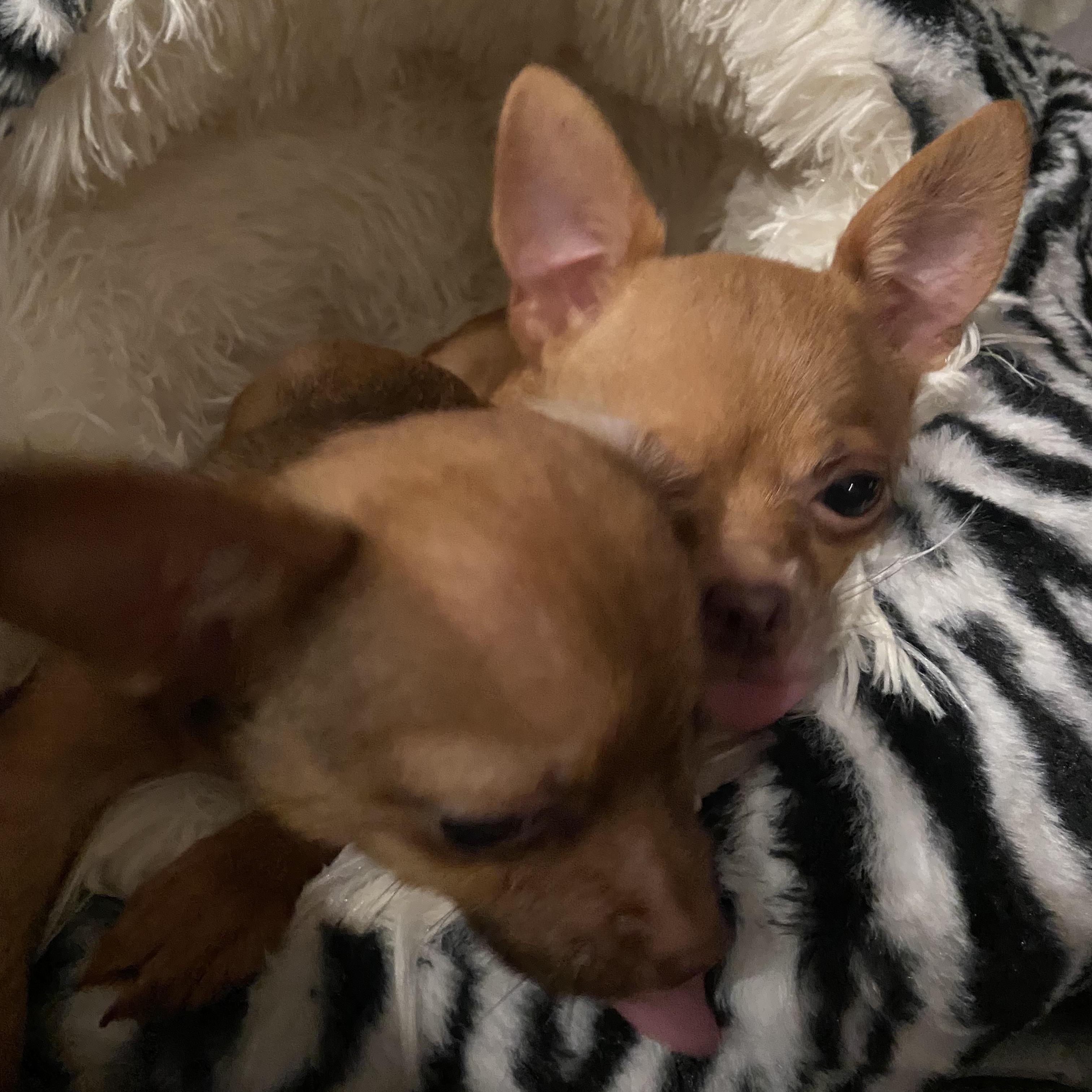 Tiny * 3 lbs *& Teeny together , an adopted Chihuahua in North Arlington, NJ image 4/4