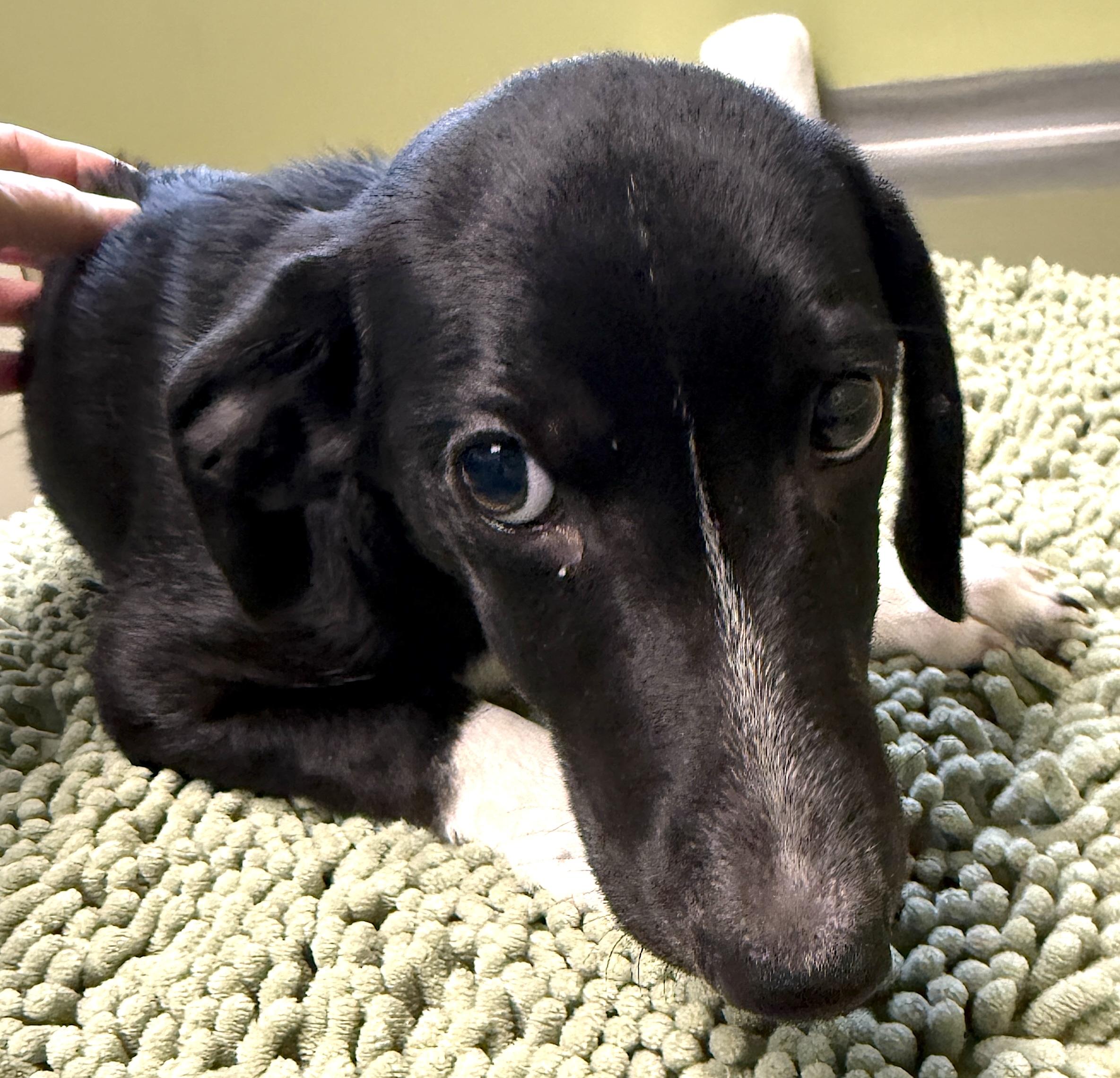 Moby, a ADOPTABLE Dachshund in Mount Airy, NC image 5/5