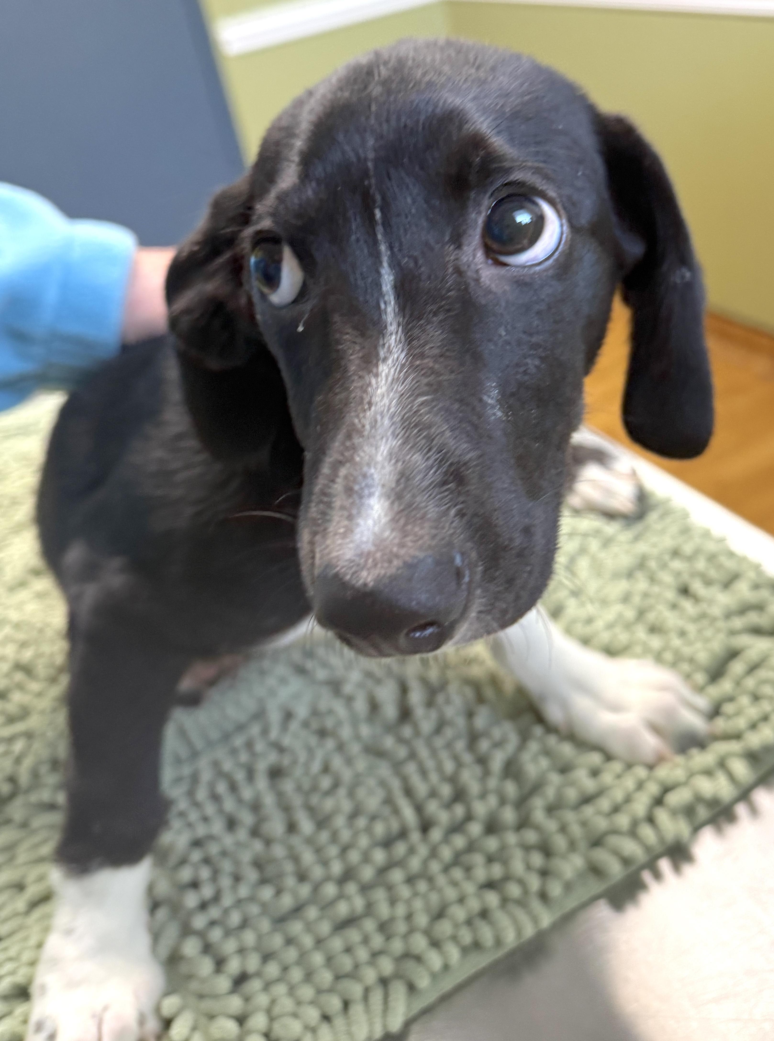 Moby, a ADOPTABLE Dachshund in Mount Airy, NC image 3/5