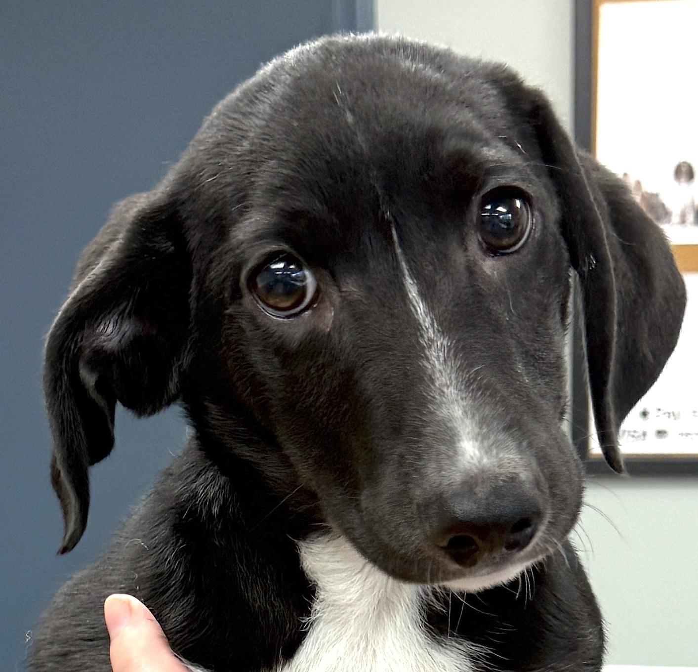 Moby, ADOPTABLE, Young Male Dachshund.