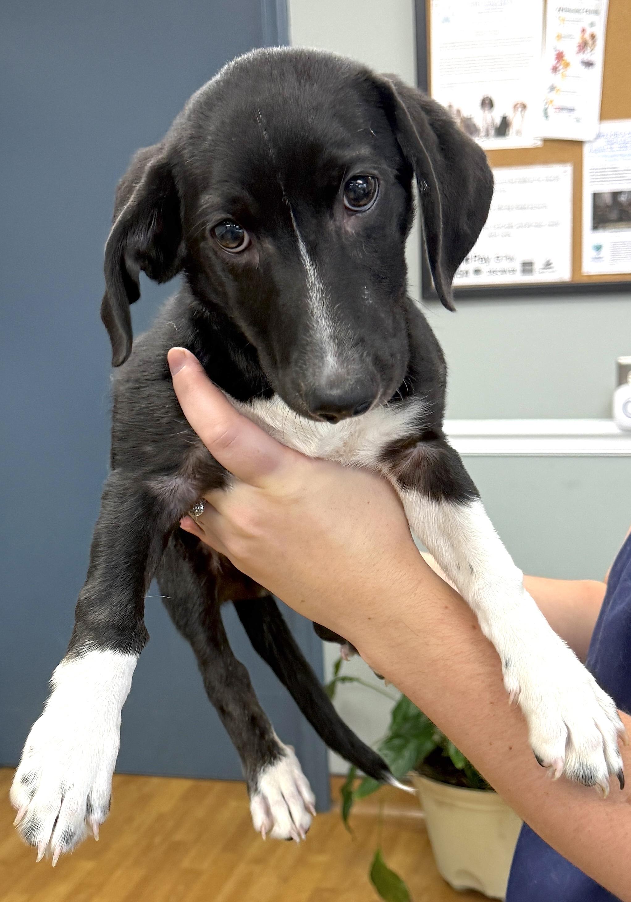 Moby, a ADOPTABLE Dachshund in Mount Airy, NC image 4/5