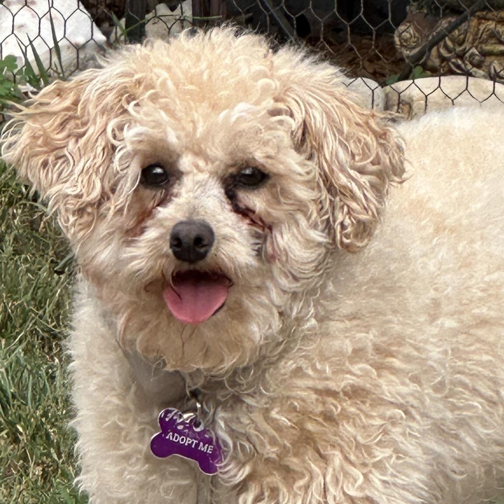 Irving, a Adoptable mixed breed in Crystal, MN image 3/6