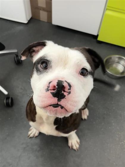 Wiggles Woolworth, Adoptable, Adult Male Pit Bull Terrier & Mixed Breed.