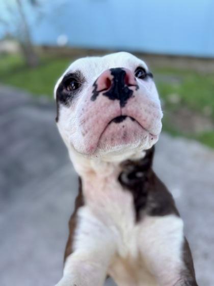 Enlarge Wiggles Woolworth, a Adoptable mixed breed in New Orleans, LA image 3/3