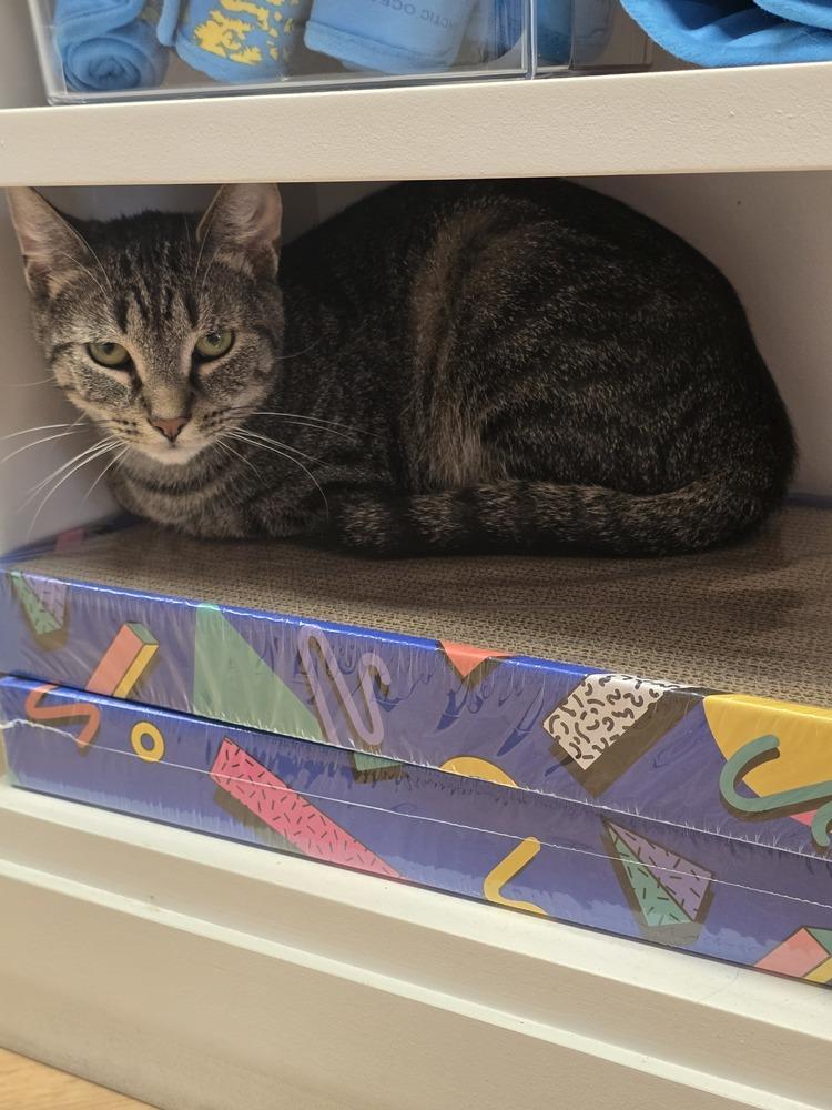 Aladdin, Adoptable, Young Male Domestic Short Hair.
