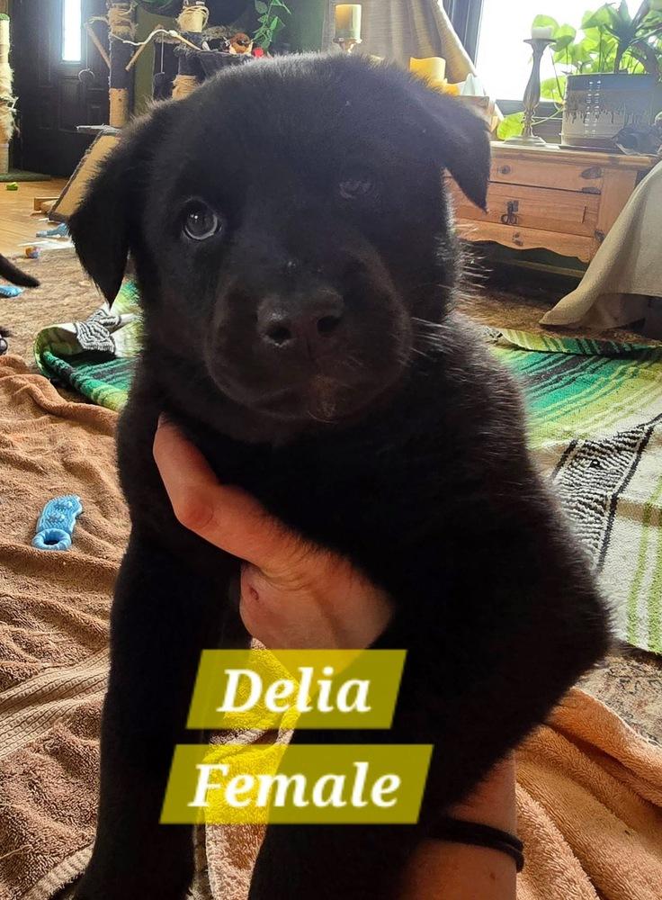 Banham / Delia, Adoptable, Puppy Female Labrador Retriever & Pumi.