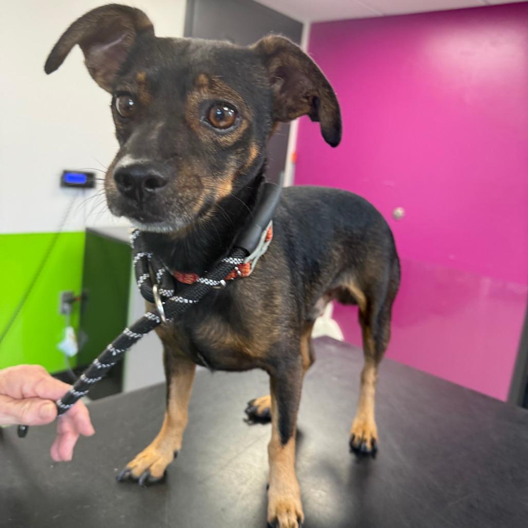 Teddy, Adoptable, Adult Male Mixed Breed.