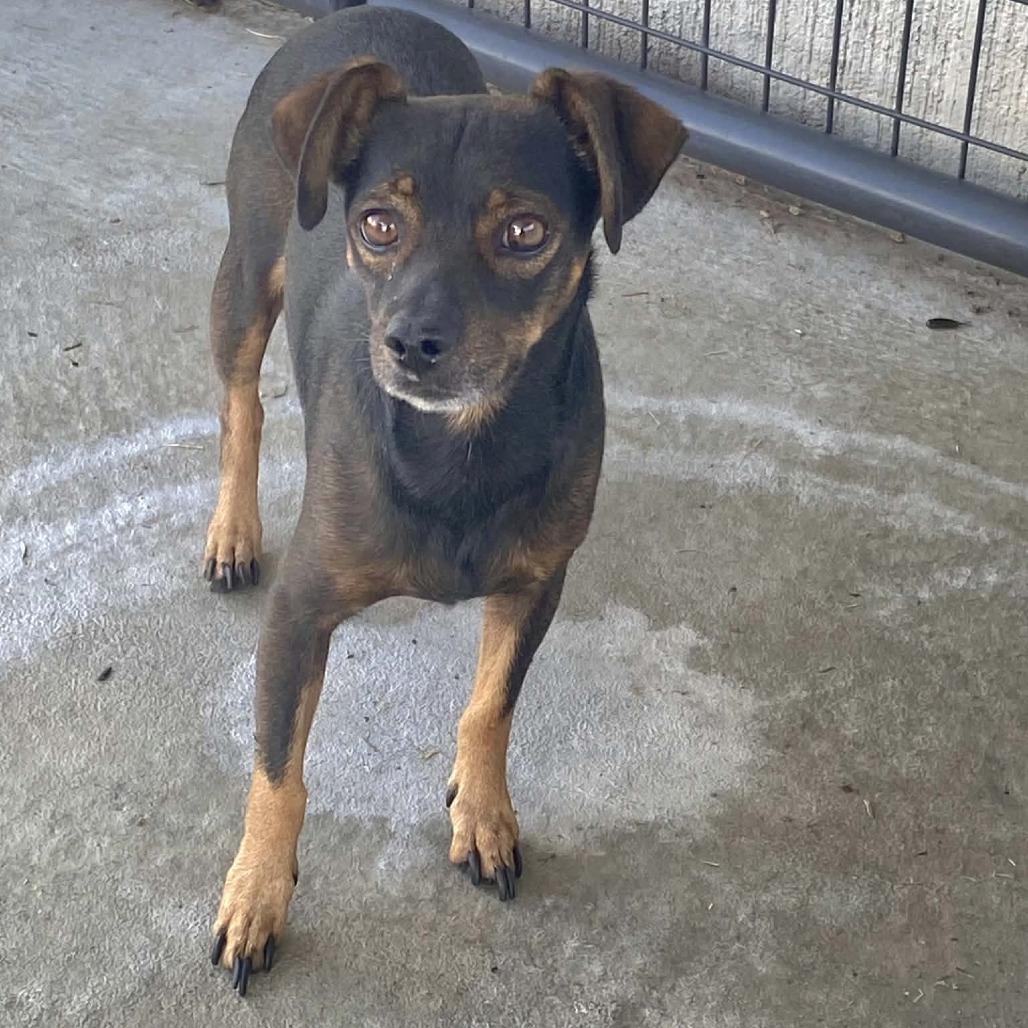 Enlarge Teddy, a Adoptable Mixed Breed in Ponca City, OK image 2/4