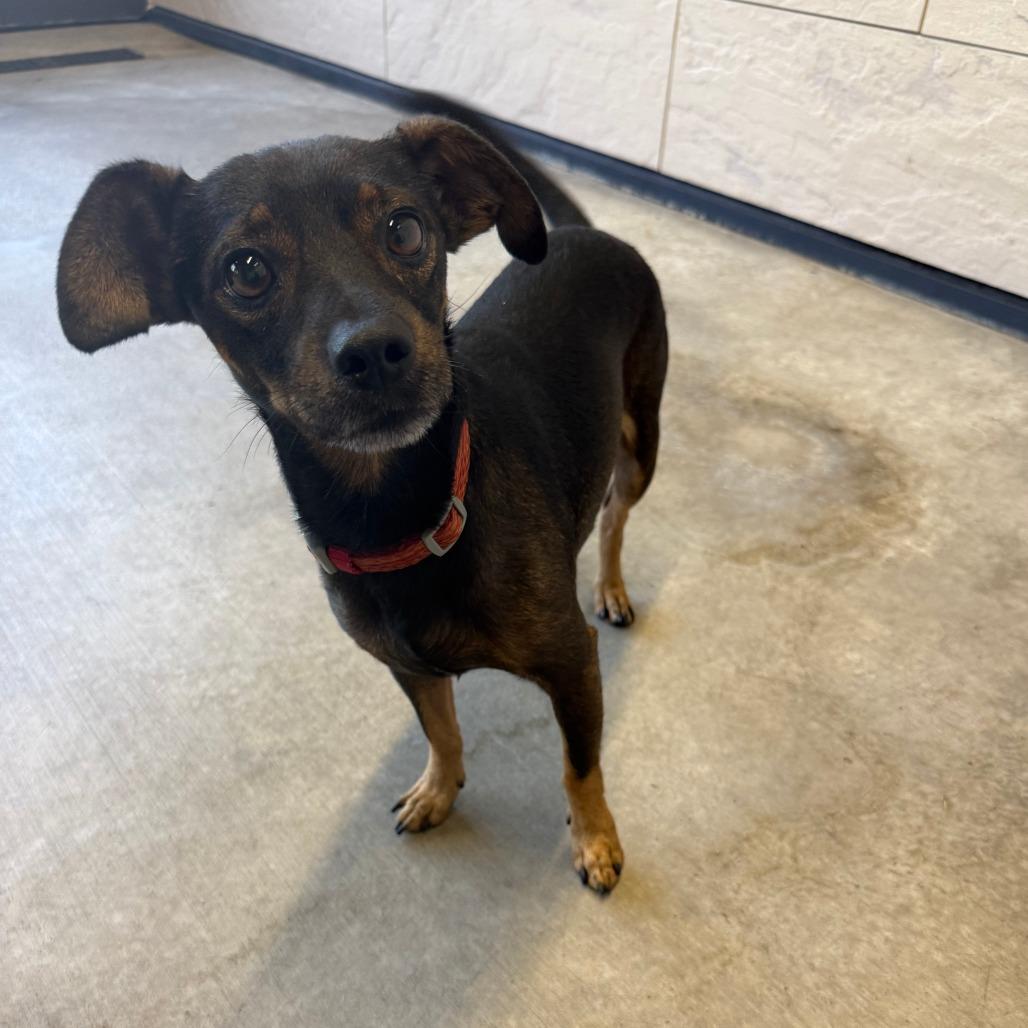 Enlarge Teddy, a Adoptable Mixed Breed in Ponca City, OK image 3/4