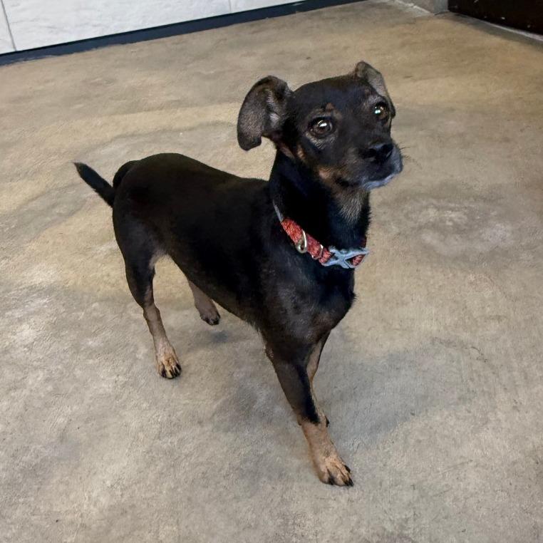 Enlarge Teddy, a Adoptable Mixed Breed in Ponca City, OK image 4/4