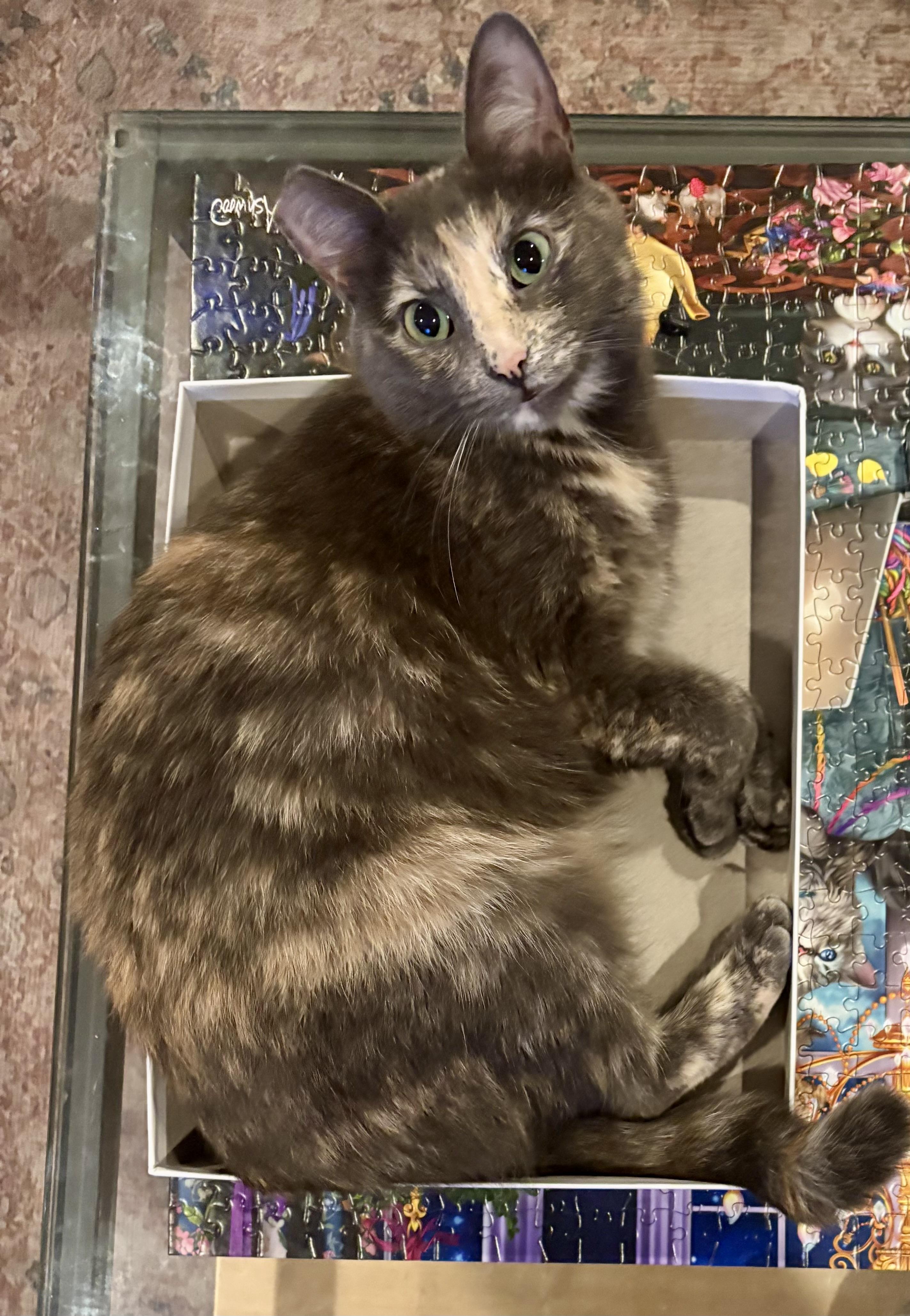 Enlarge Ambrosia, a Adoptable Domestic Short Hair in San Juan Capistrano, CA image 1/6