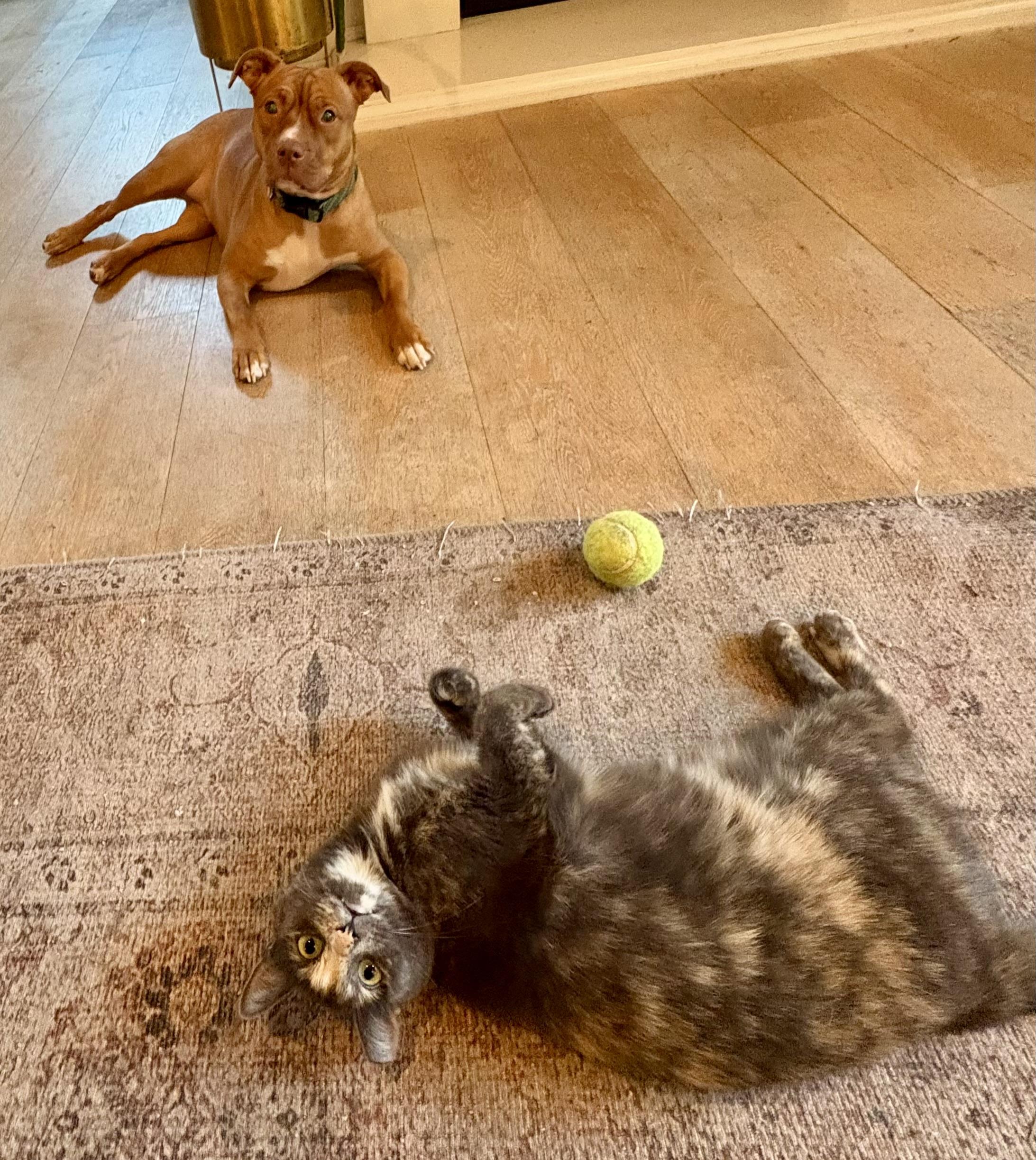 Enlarge Ambrosia, a Adoptable Domestic Short Hair in San Juan Capistrano, CA image 4/6