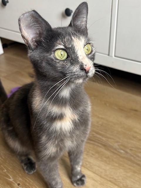 Ambrosia, a Adoptable Domestic Short Hair in San Juan Capistrano, CA image 4/6