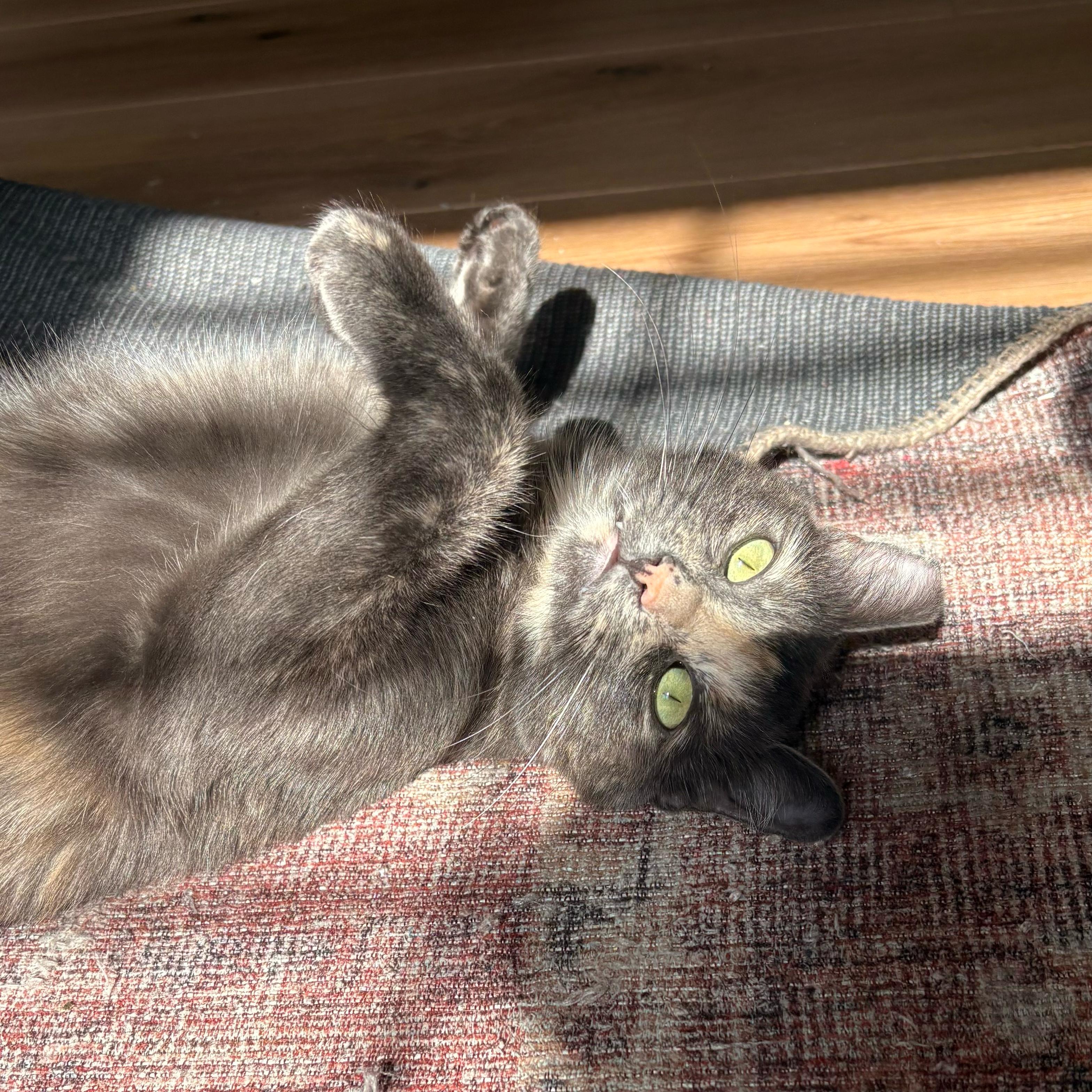 Ambrosia, a Adoptable Domestic Short Hair in San Juan Capistrano, CA image 2/6