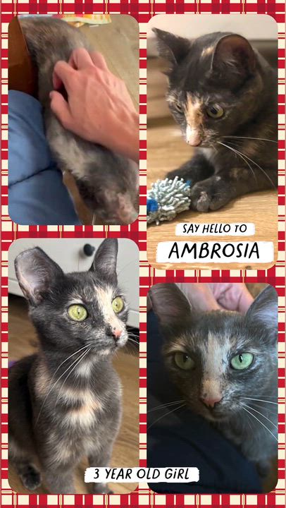 Enlarge Ambrosia, a Adoptable Domestic Short Hair in San Juan Capistrano, CA video 1/6