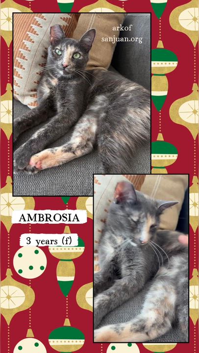 Enlarge Ambrosia, a Adoptable Domestic Short Hair in San Juan Capistrano, CA video 6/6