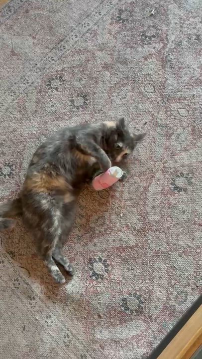 Enlarge Ambrosia, a Adoptable Domestic Short Hair in San Juan Capistrano, CA video 6/6